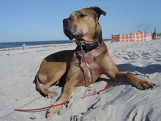 jackie_3 jackie_3
